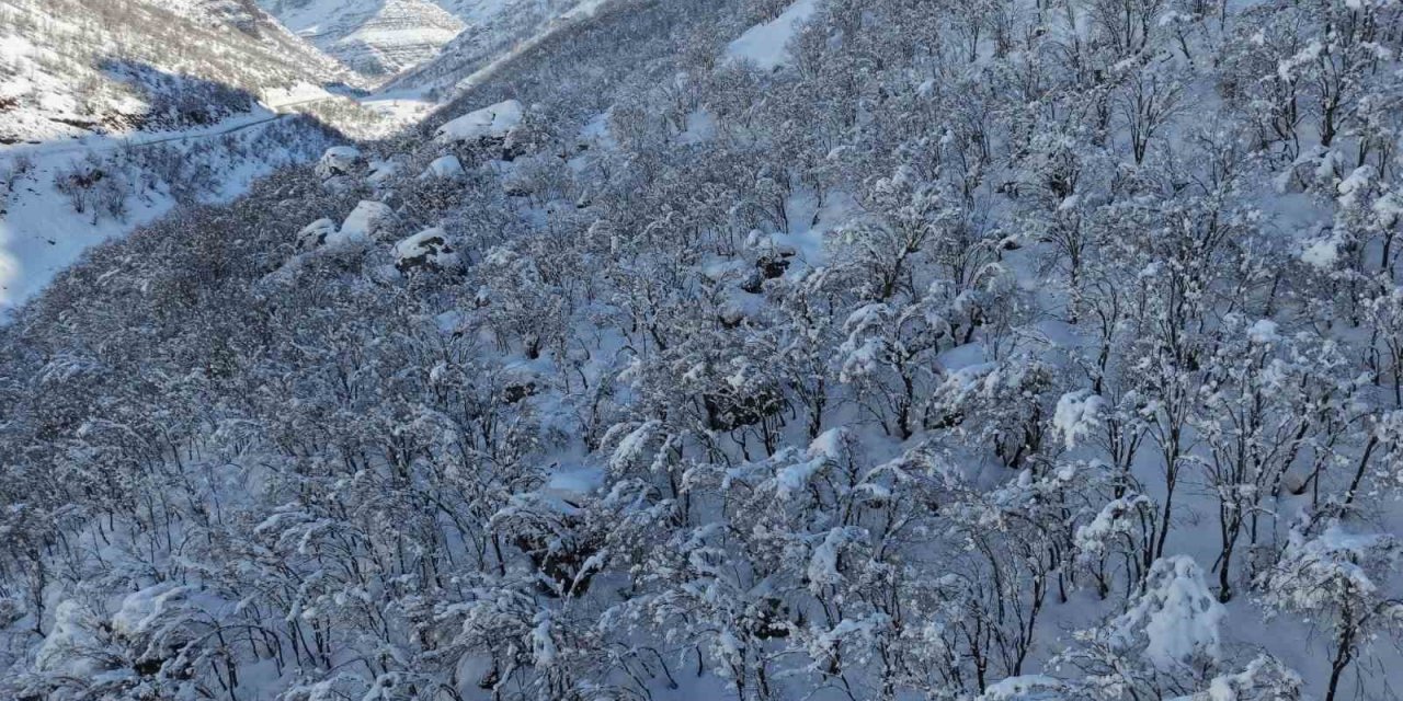Şırnak’ta ormanlık alan beyaza büründü
