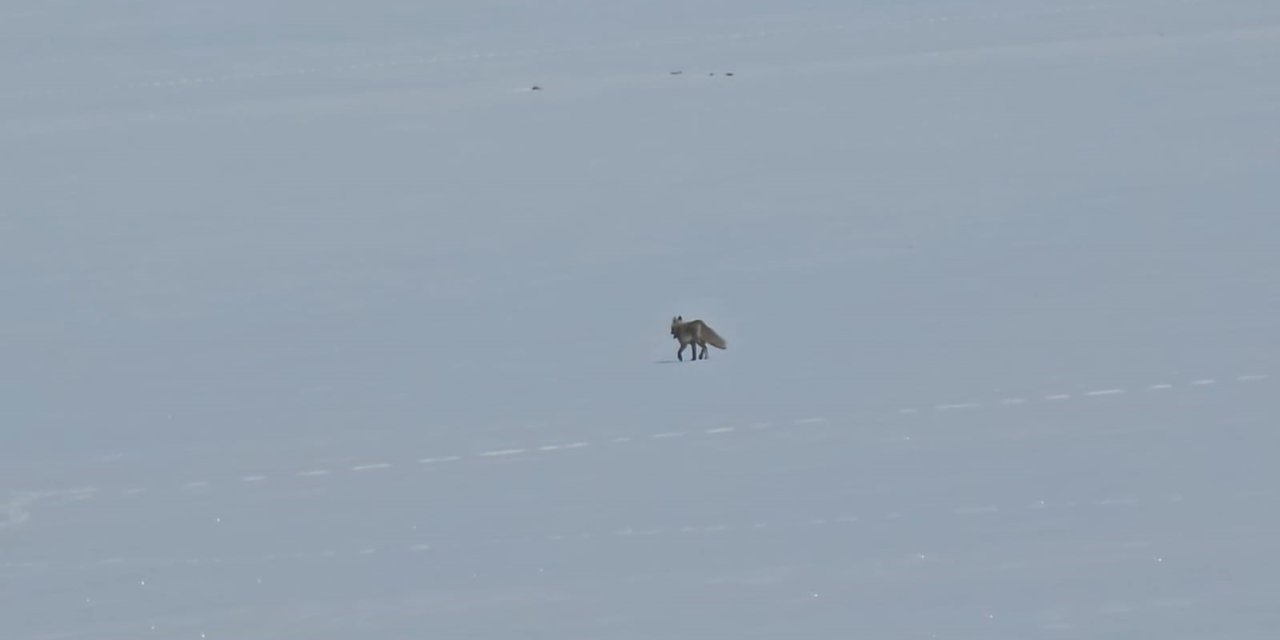 Tilkiler yol kenarında yiyecek aradı