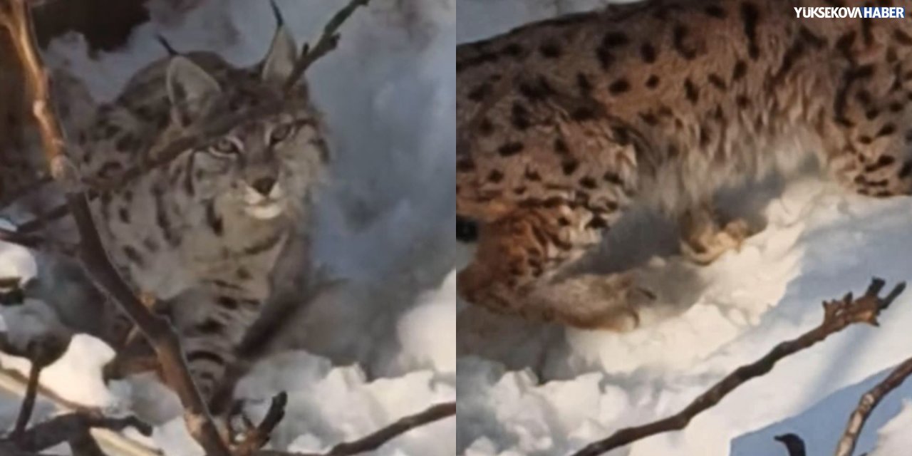 Yüksekova’da vaşak görüntülendi