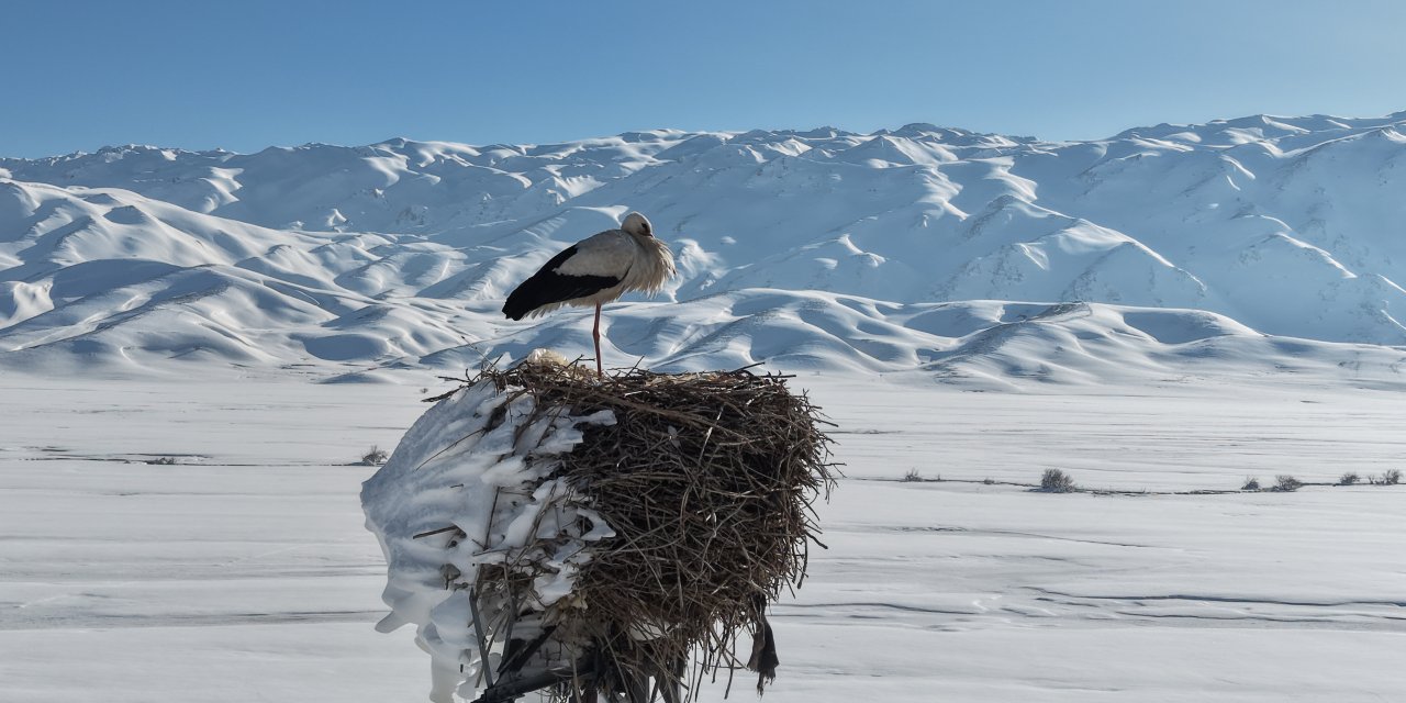 Karla kaplı ovada yuvasındaki leylek görüntülendi