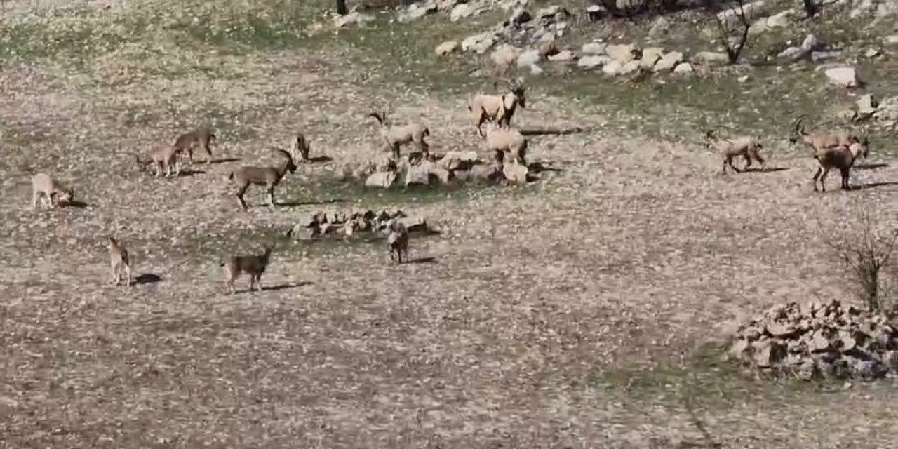Zarar vermenin cezası 940 bin lira: Çermik'te sürü halinde görüntülendi