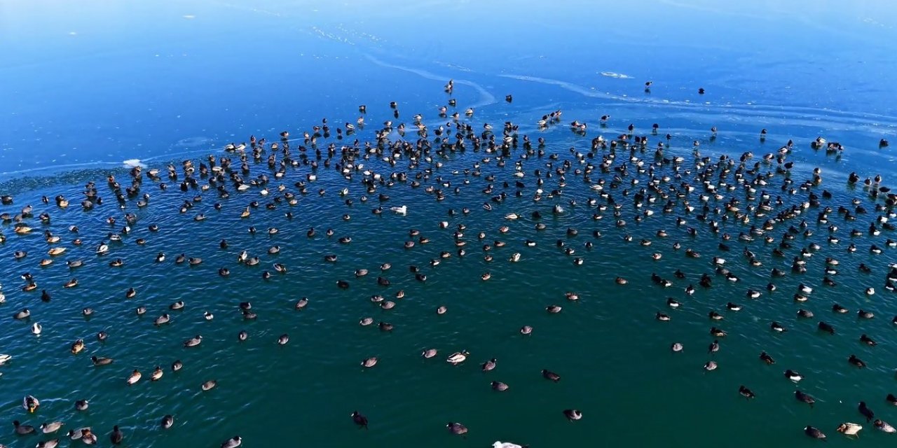 Nazik Gölü’nde ördekler görsel şölen oluşturdu