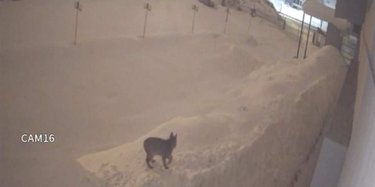 Yüksekova şehir merkezinde vaşak görüntülendi