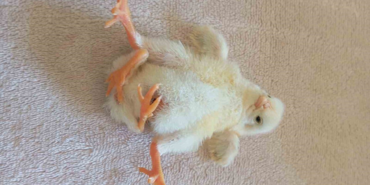 Dört ayaklı civciv şaşırttı