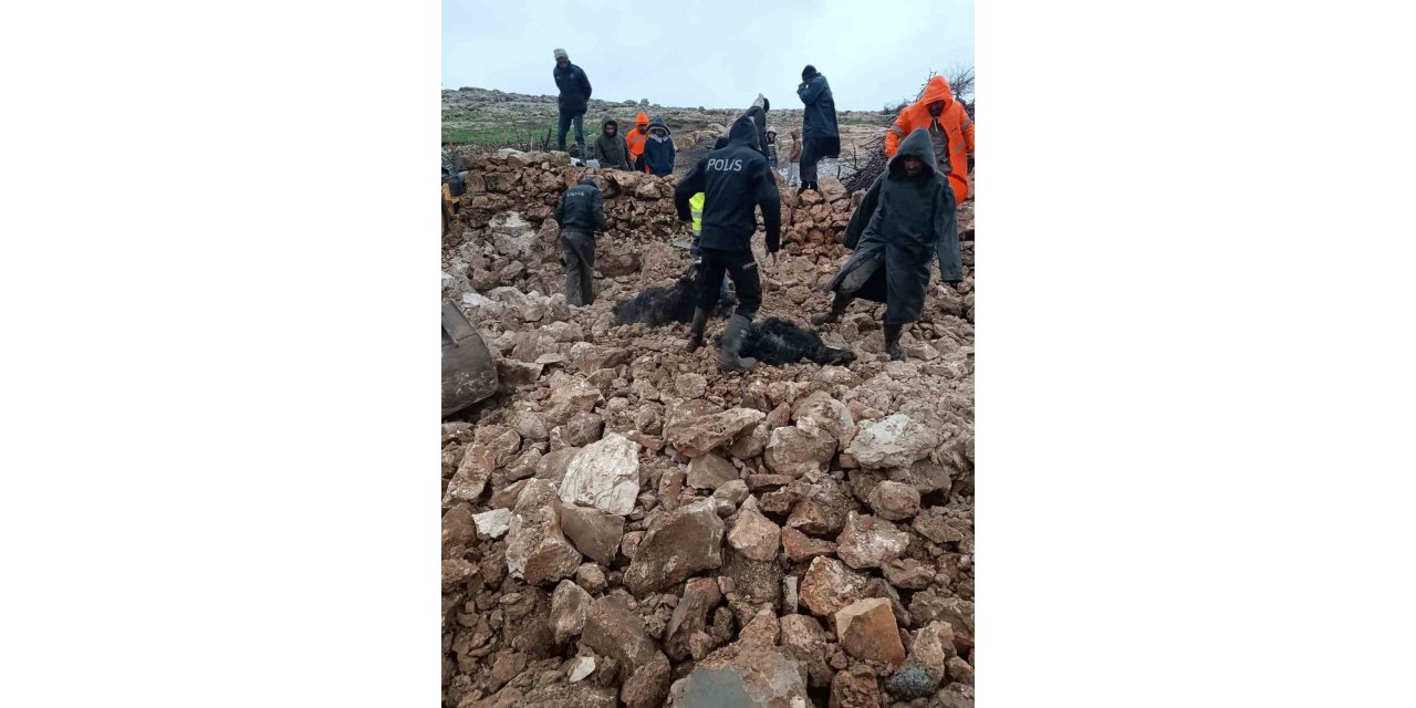 Mardin’de ahırın çökmesi sonucu 30 küçükbaş telef oldu