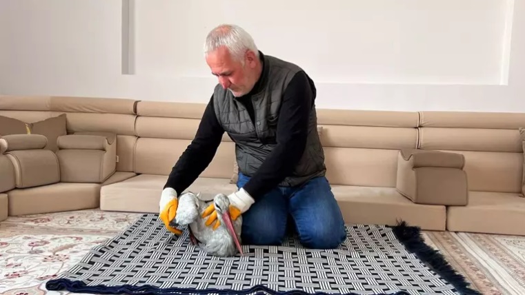 Donmak üzereyken bulduğu leyleği, 2,5 ay sonra doğaya bıraktı