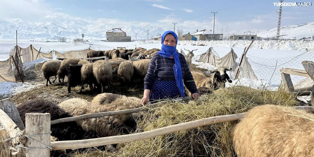 Yüksekova’da 45 yıllık besici Daşdelen: “Hayvancılık giderek azalıyor”