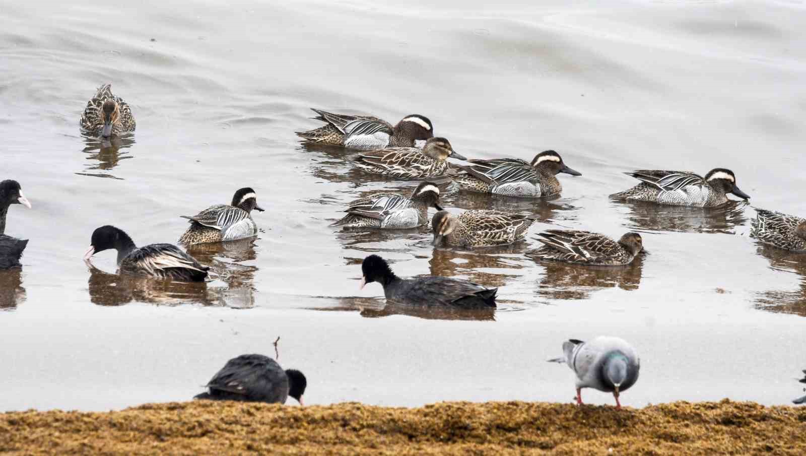 Çıkrıkçın ördekleri Van Gölü sahilinde görüntülendi