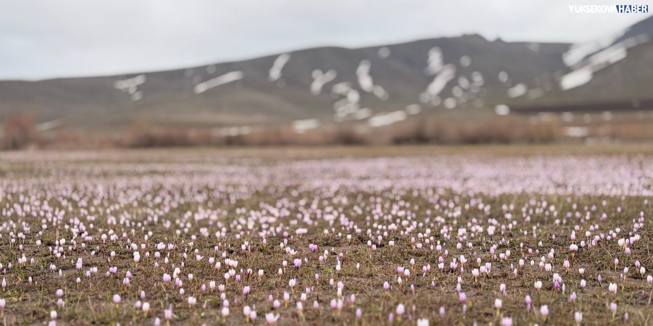 Yüksekova’da çiğdemler açtı