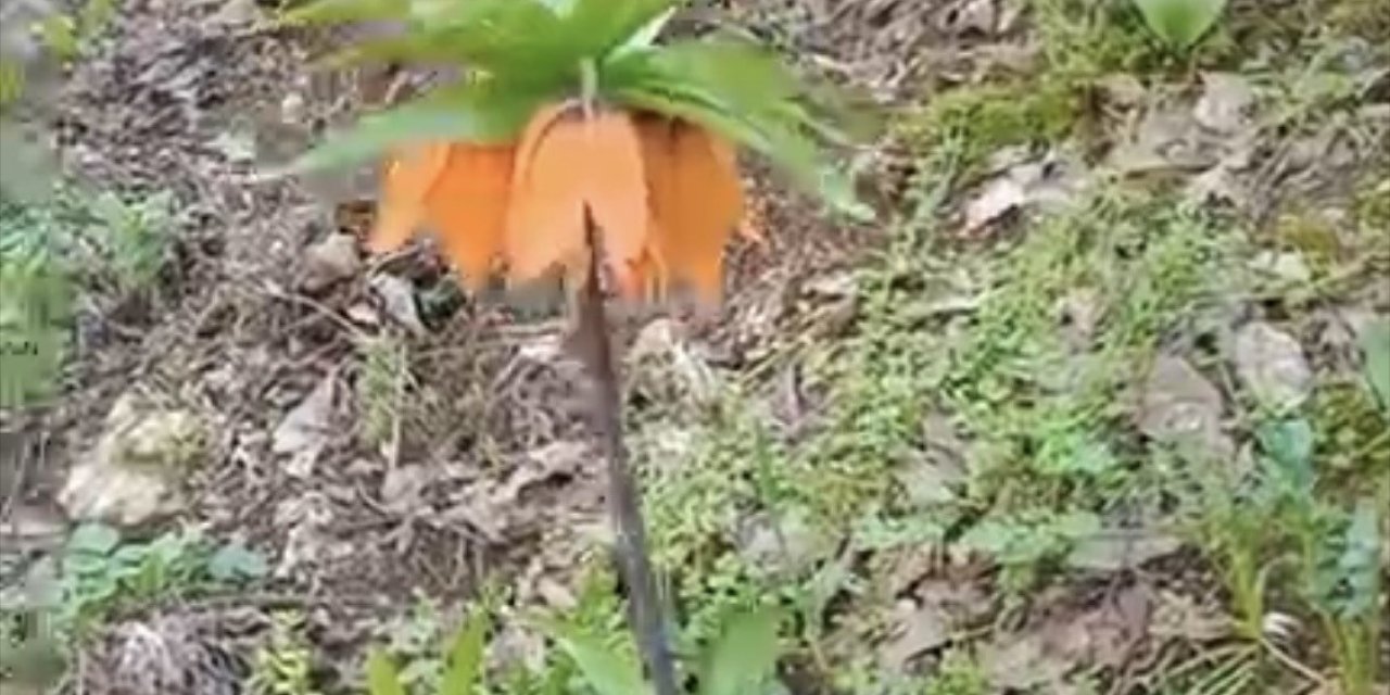 Çermik'te ters laleler açtı