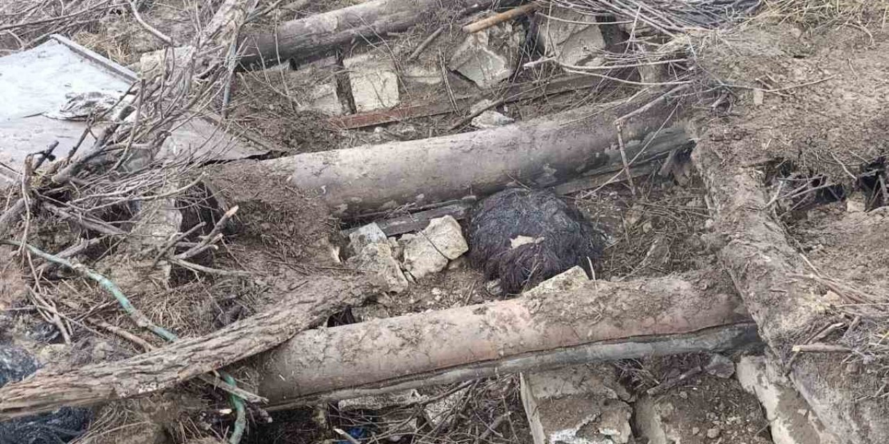 Başkale’de ahır çöktü: 20 küçükbaş hayvan göçük altında kaldı