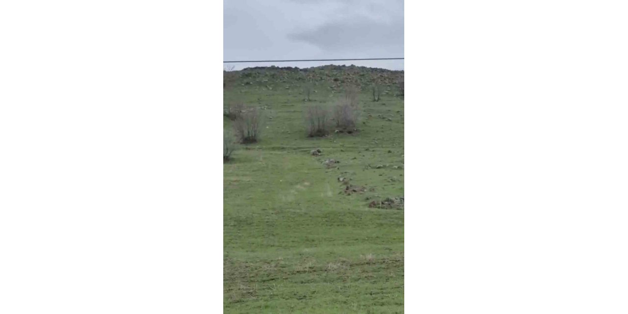 Diyarbakır’da kurt sürüsü görüntülendi