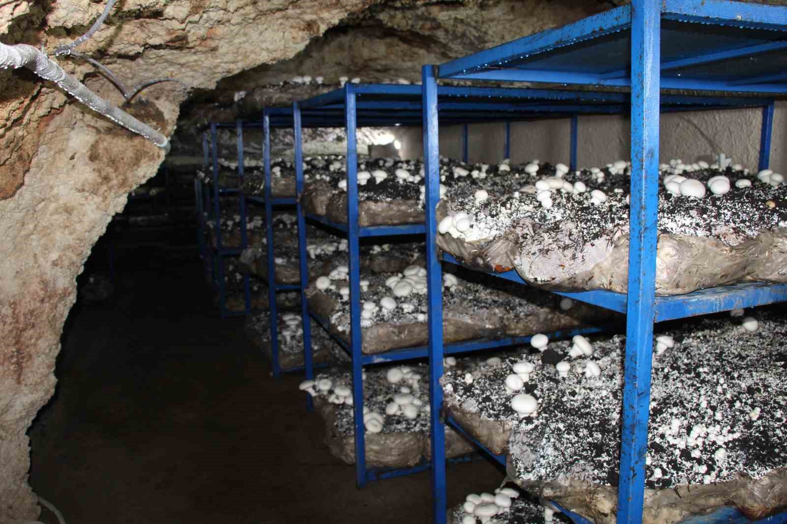 2 bin yıllık tarihi mağarada mantar üretim tesisi kurdu