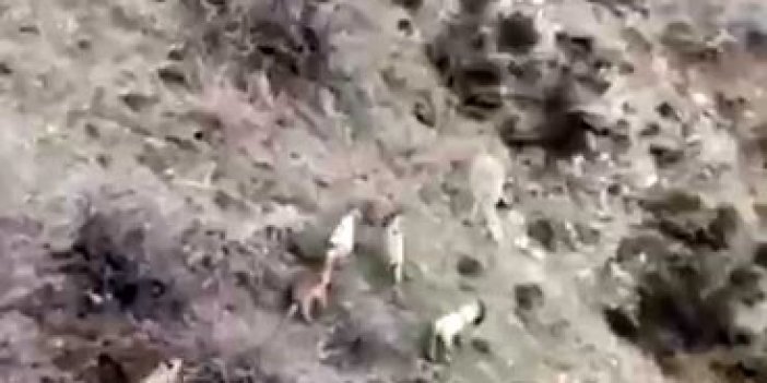 Diyarbakır’da dağ keçileri sürü halinde görüntülendi