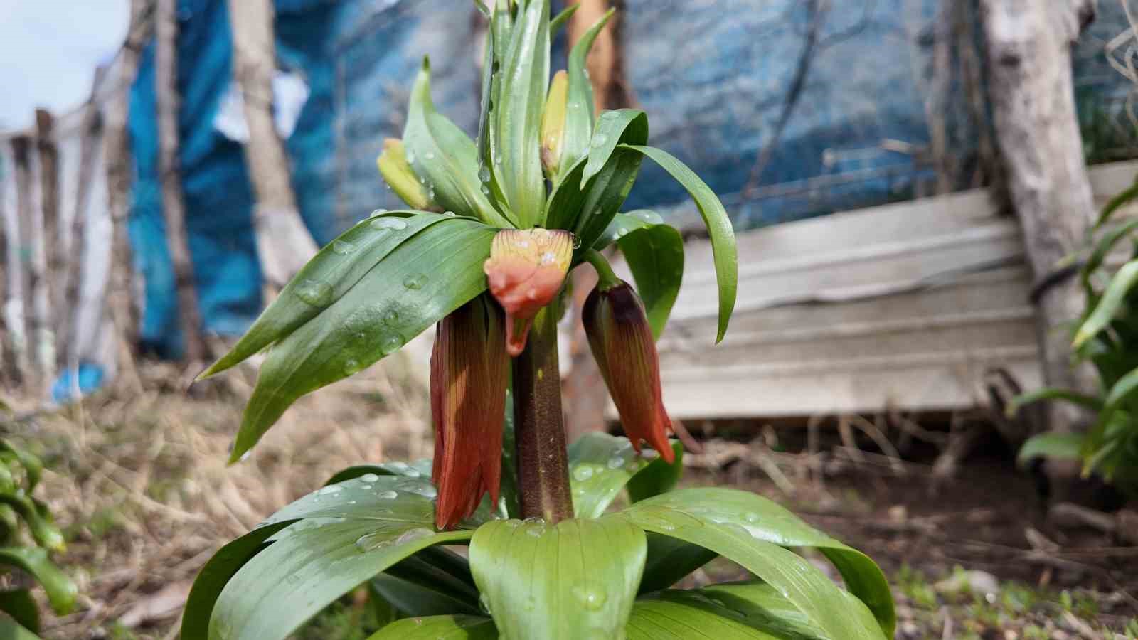 Ters laleleri koparmanın cezası 700 bin lira