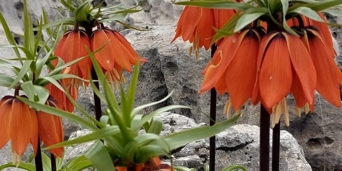 Diyarbakır’da açan ters laleler görenleri hayran bırakıyor