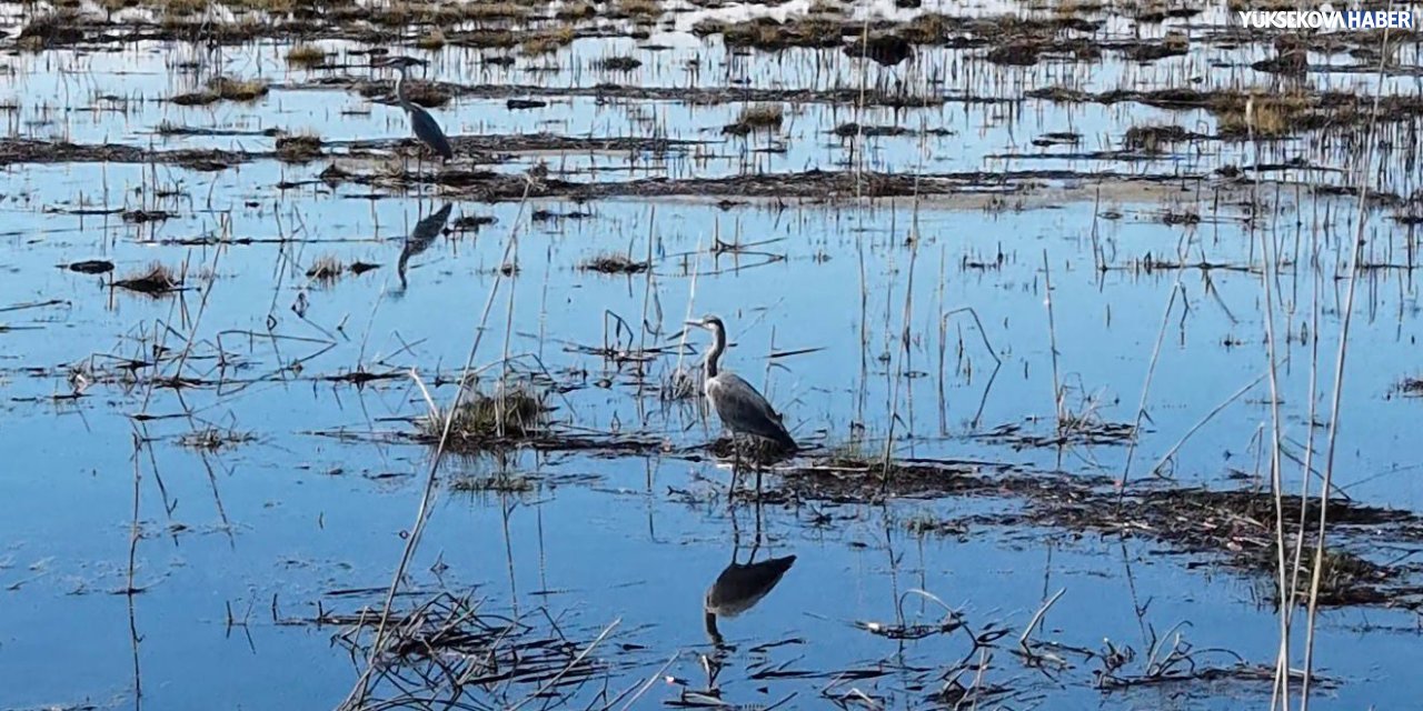 Nehil sazlığı göle döndü, kuşlar ortaya çıktı