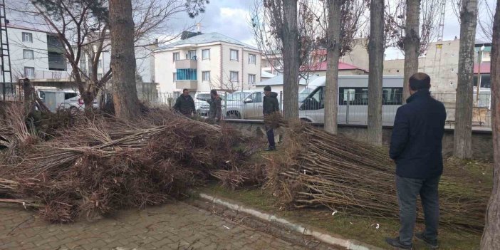 Muradiye’de 50 bin adet meyve fidanı dağıtımı yapıldı