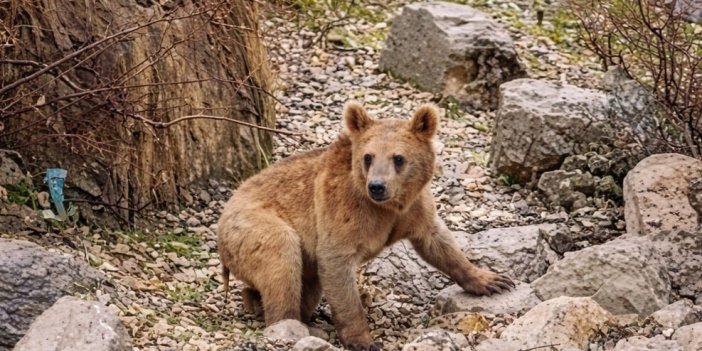 Çukurca’da aç kalan ayılar mahalleye indi