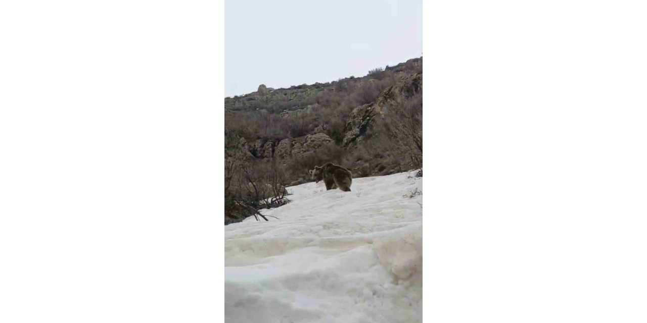 Şemdinli'de kış uykusundan uyanan ayı yerleşim yerine indi