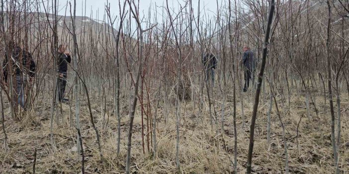 Tescilli Adilcevaz ceviz fidanı satışa sunuldu