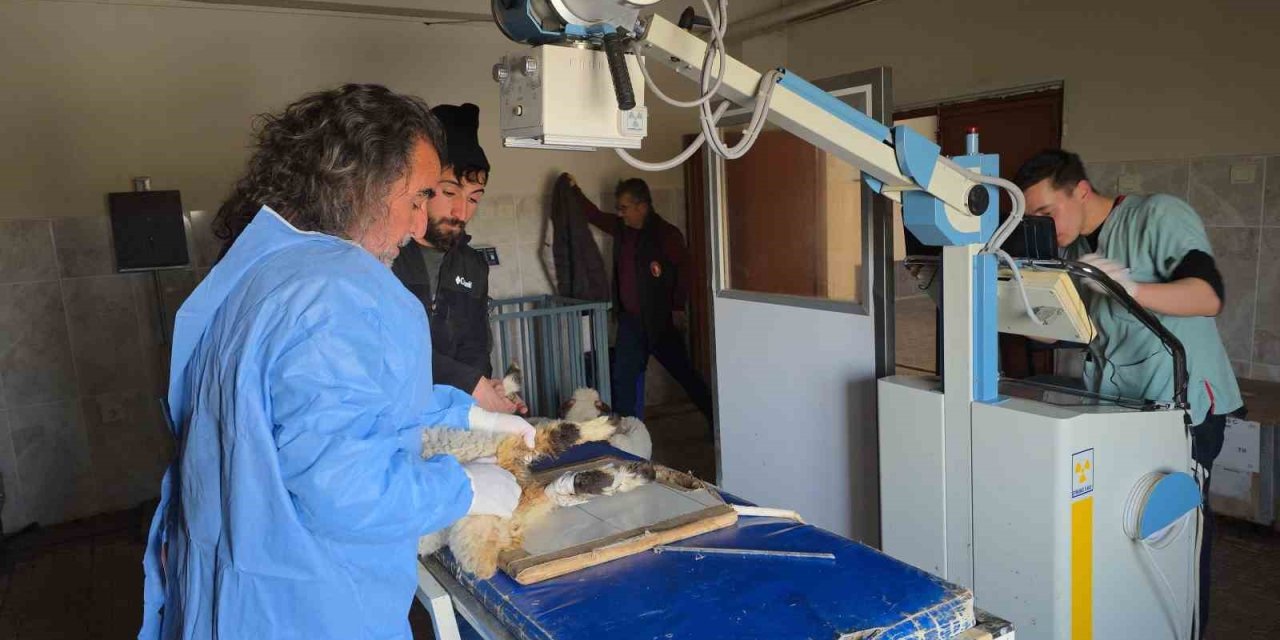 Van’da enkaz altından yaralı çıkarılan kuzular tedavi altına alındı