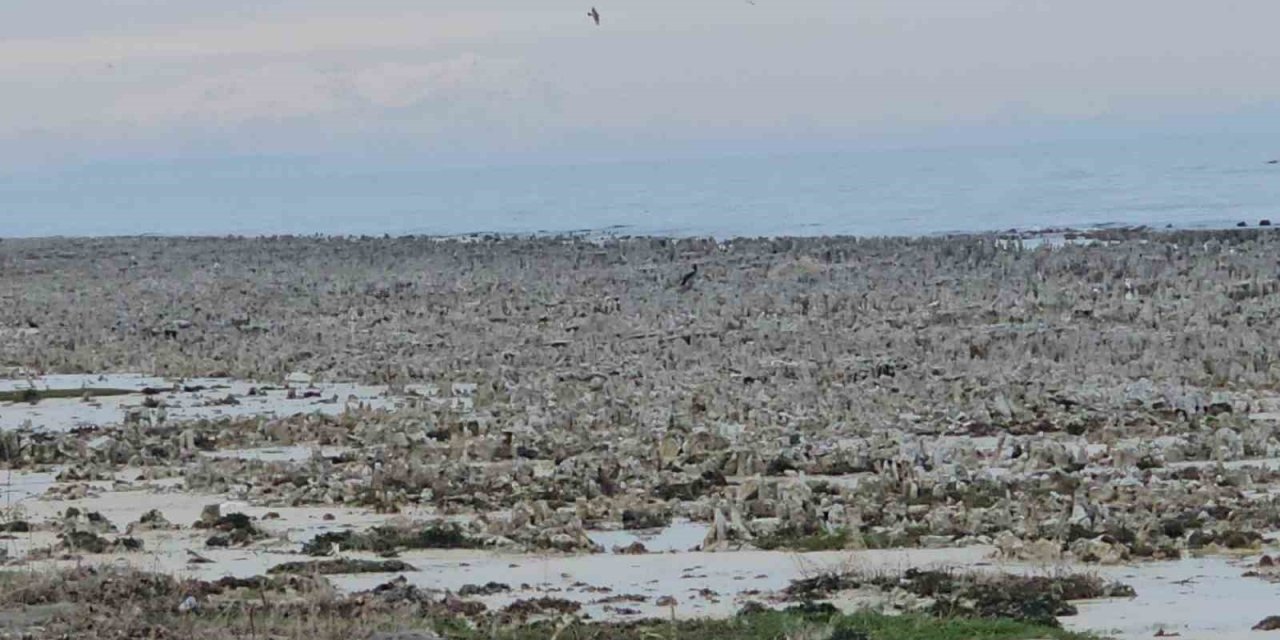 Van Gölü’nde kuraklık alarmı