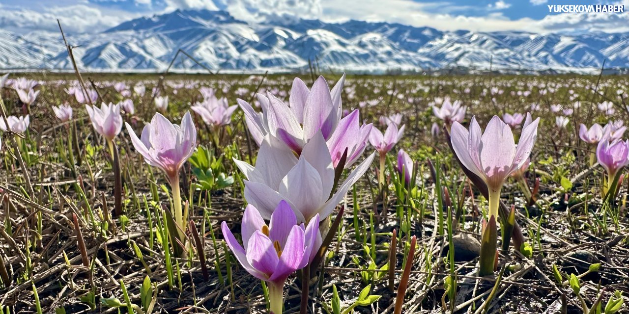 Yüksekova’da çiğdemler ovayı renklendirdi