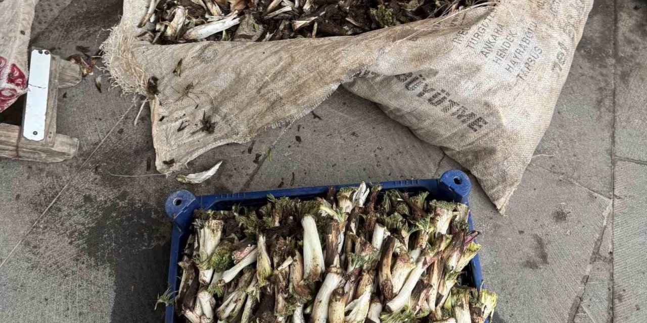 Doğada kendiliğinden yetişiyor, kilosu 250 liradan alıcı buluyor