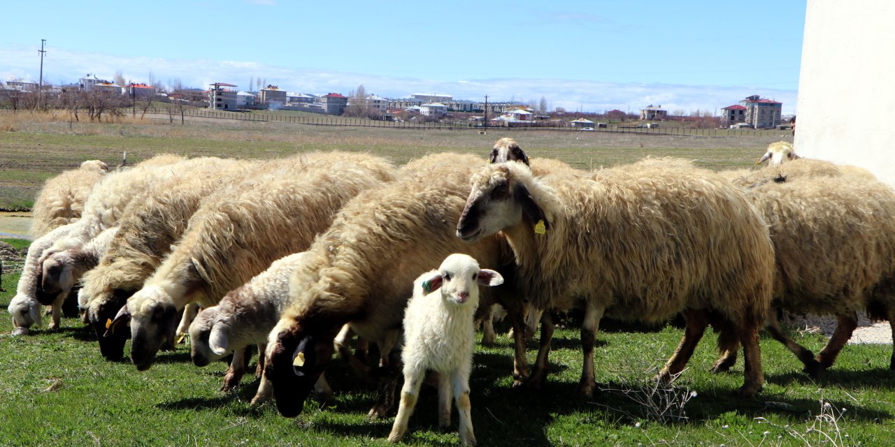 Van'da koruma altındaki Norduz koyunu doğumları başladı