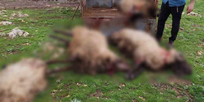 Midyat'ta yıldırım düşmesi sonucu 8 küçükbaş hayvan telef oldu