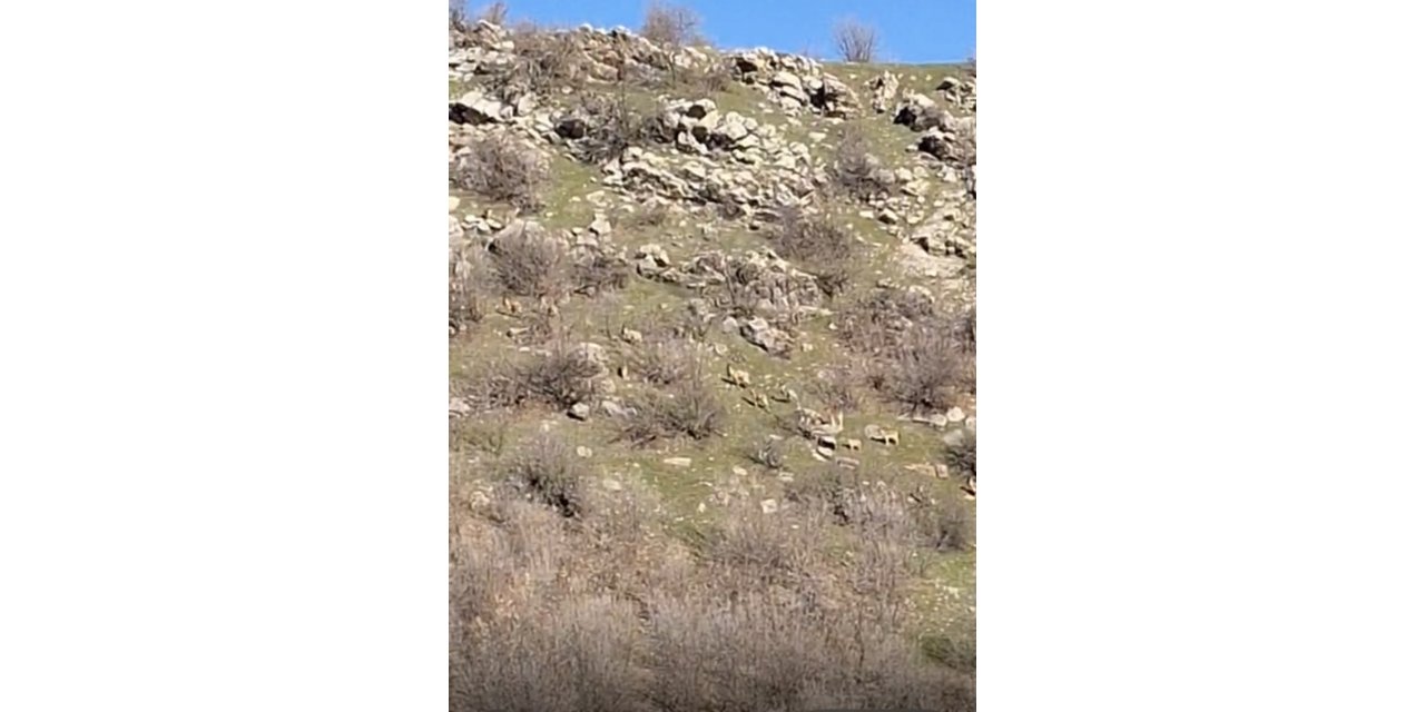 Diyarbakır’da popülasyonları her geçen gün artıyor, kaçak avlayanlara 940 bin lira ceza kesiliyor