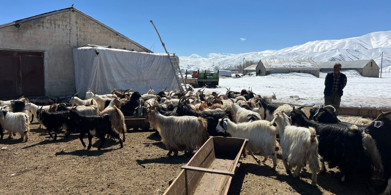 Yüksekova'da kar besicileri zorluyor; hayvanlar meraya çıkamadı