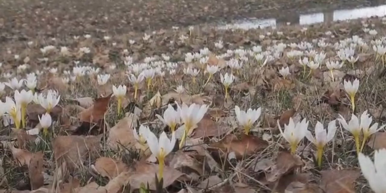 Özalp’te baharın müjdecisi çiğdemler açtı