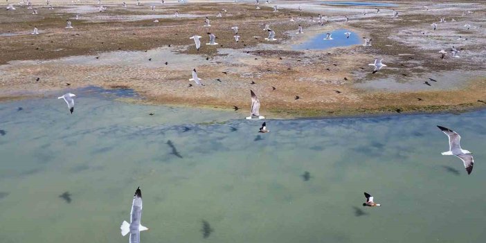 Van Gölü’nde nesli tehlike altındaki Dikkuyruk görüntülendi