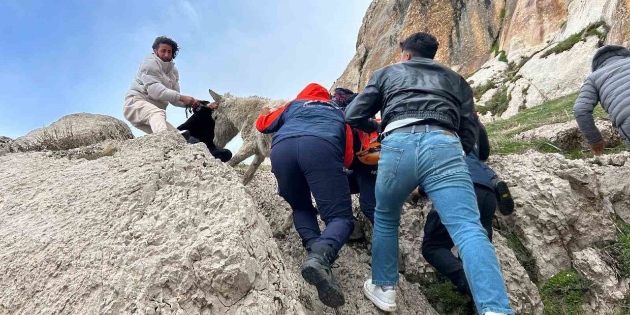 Van’da kayalıklarda mahsur kalan eşek kurtarıldı
