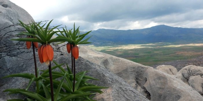 Bu çiçekleri koparmanın cezası 700 bin lirayı buluyor