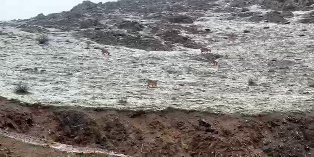 Hakkari yolunda dağ keçileri görüntülendi