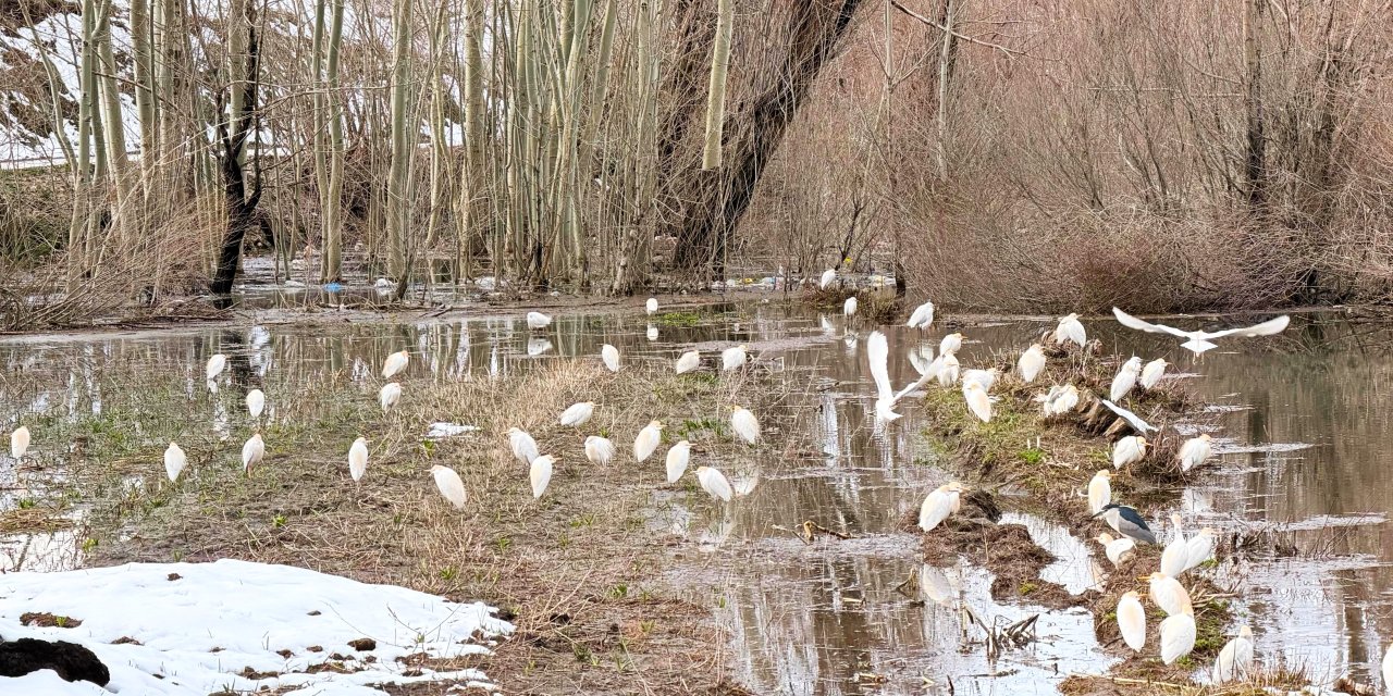 Yüksekova’da sürü halinde görülen sığır balıkçılı şaşırttı