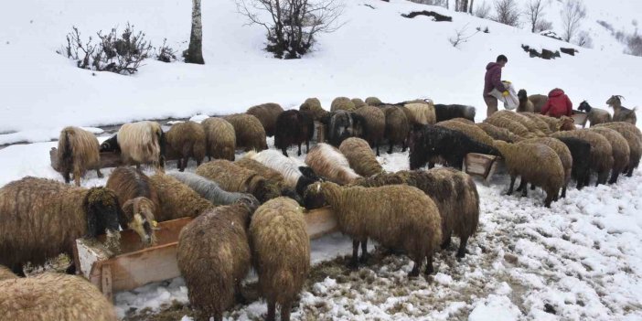 Bitlis’te kış mevsiminin uzaması küçükbaş hayvancılığı vurdu