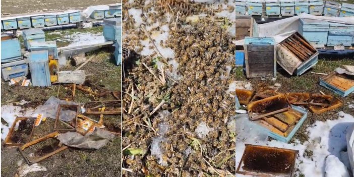 Kış uykusundan uyanan ayılar arılı kovanlara saldırdı