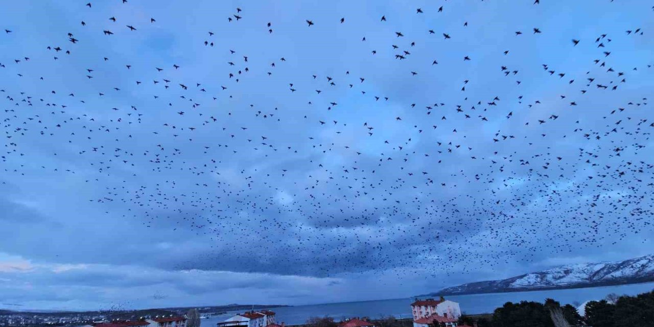 Tatvan’da gökyüzünü kaplayan binlerce kuş görsel şölen sundu