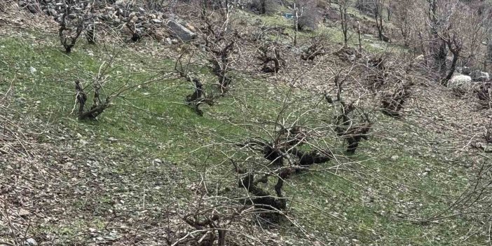 Bir yanda karla mücadele, diğer yanda budama çalışmaları sürüyor