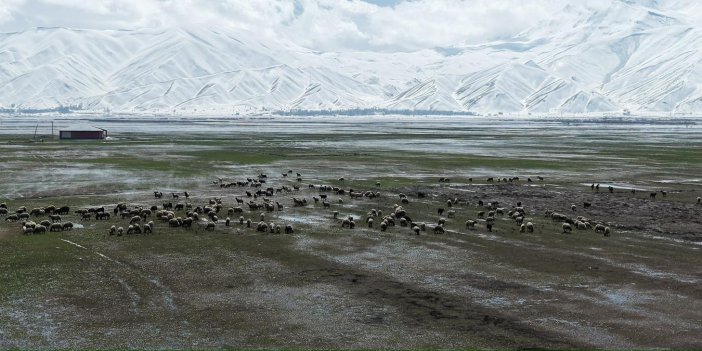 Yüksekova'da koyun sürüleri su içindeki ovaya yönlendirildi
