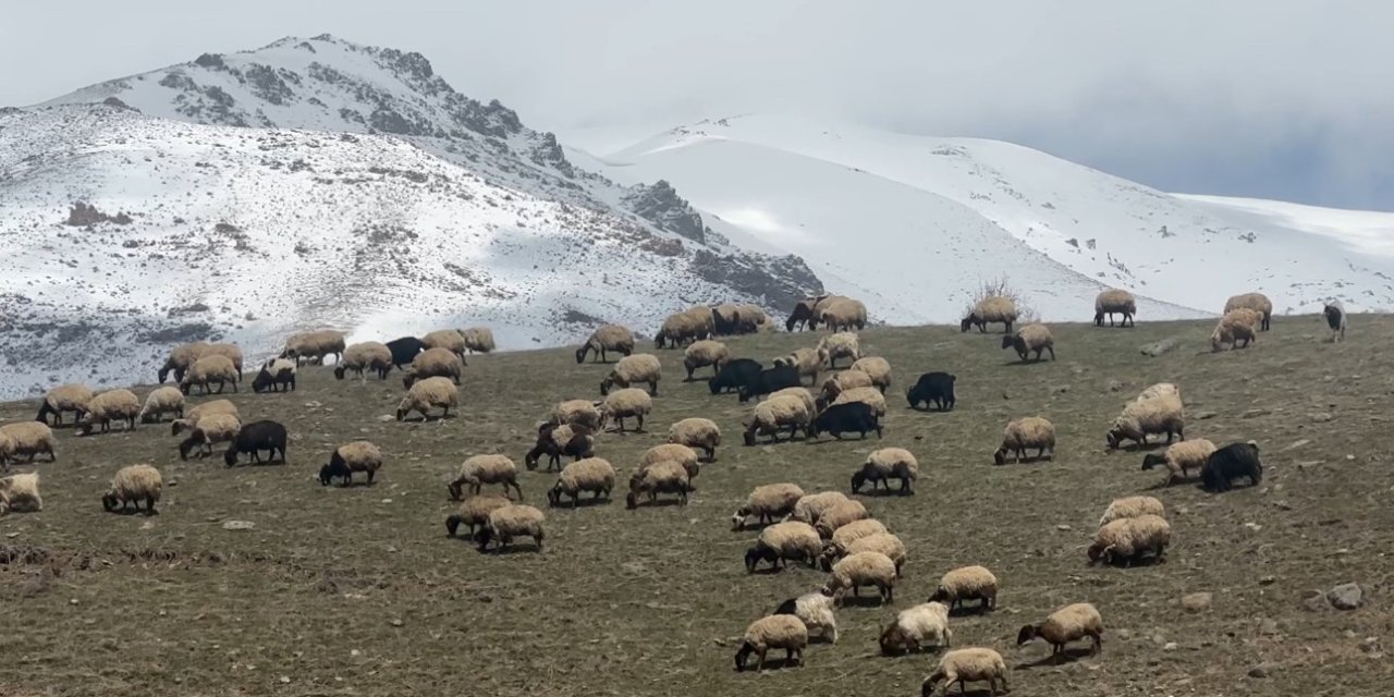 Yüksekova’da küçükbaş hayvanlar meraya çıktı