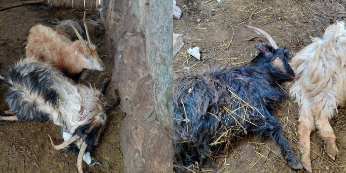 Hakkari’de kurt saldırısı, çok sayıda hayvan telef oldu