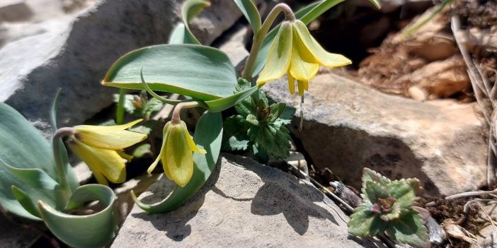 Ender görülen Çermik ters lalesi çiçek açtı