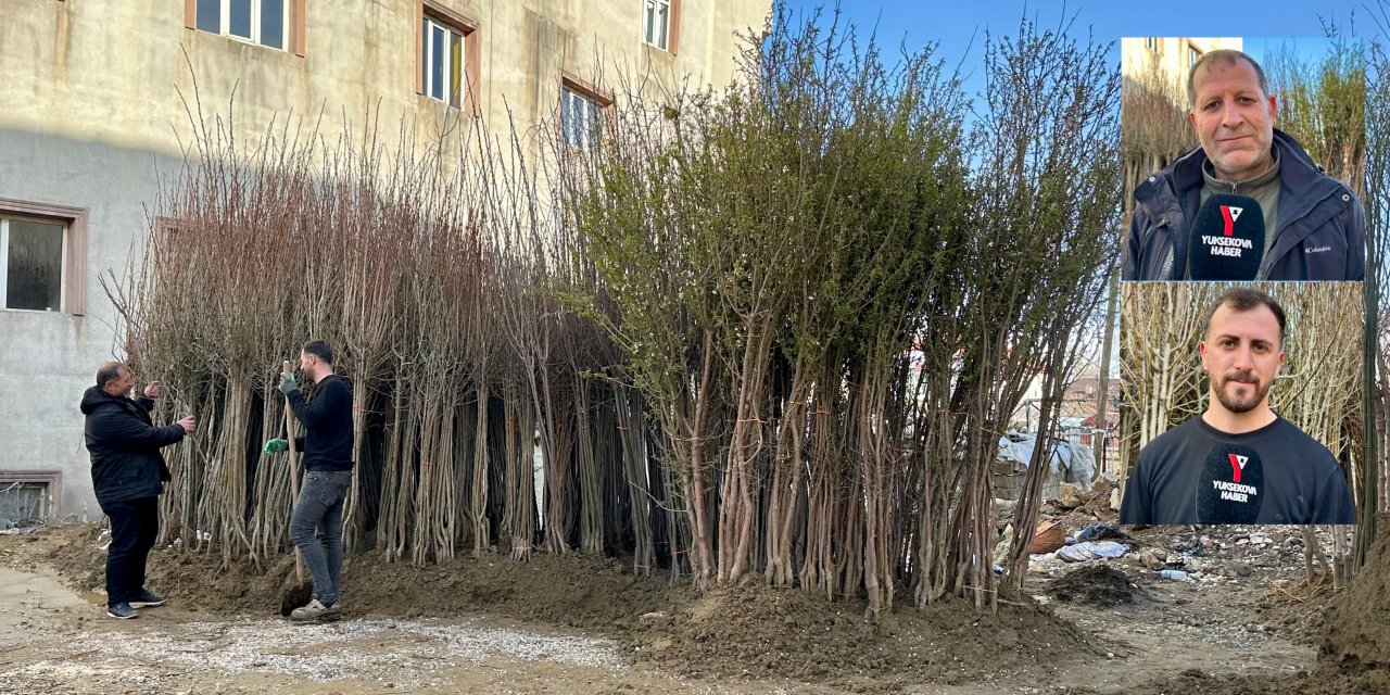 Yüksekova’da meyve fidanı satışları başladı