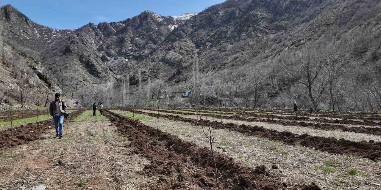 Şırnaklı çiftçi devlet desteğiyle bütün arazisine meyve fidanı dikti