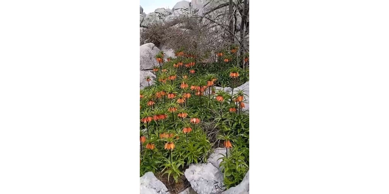 Diyarbakır’da ’ters laleler’ doğayı renklendirdi